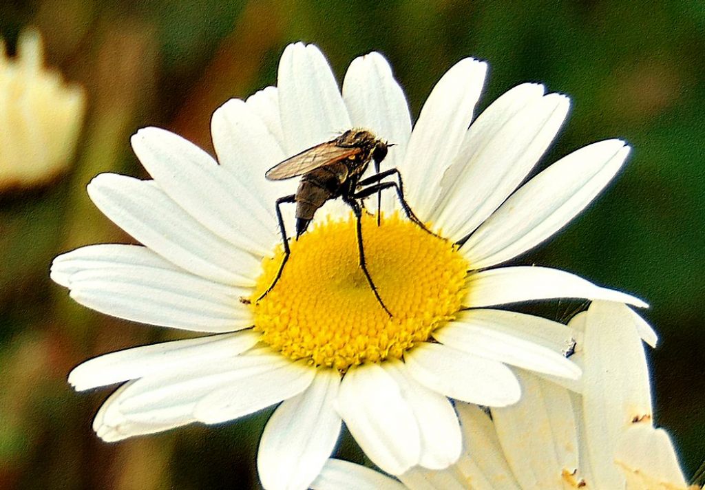 Empididae: Empis sp., femmina