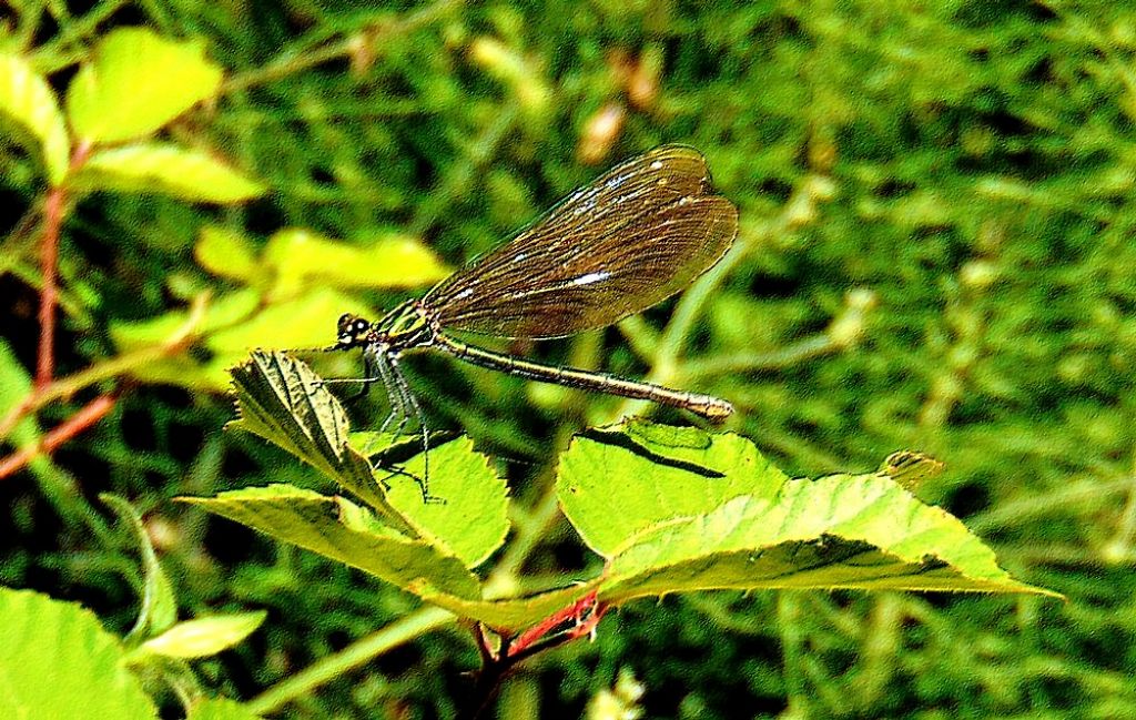 Da id: Calopteryx virgo meridionalis e C. haemorrhoidalis