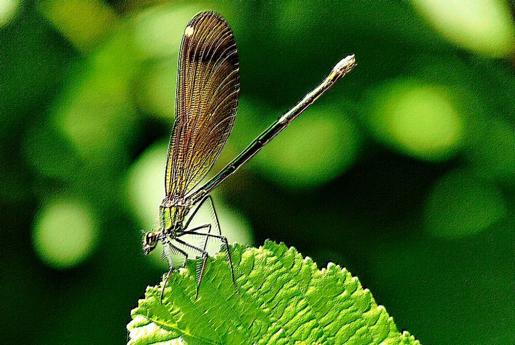 Da id: Calopteryx virgo meridionalis e C. haemorrhoidalis