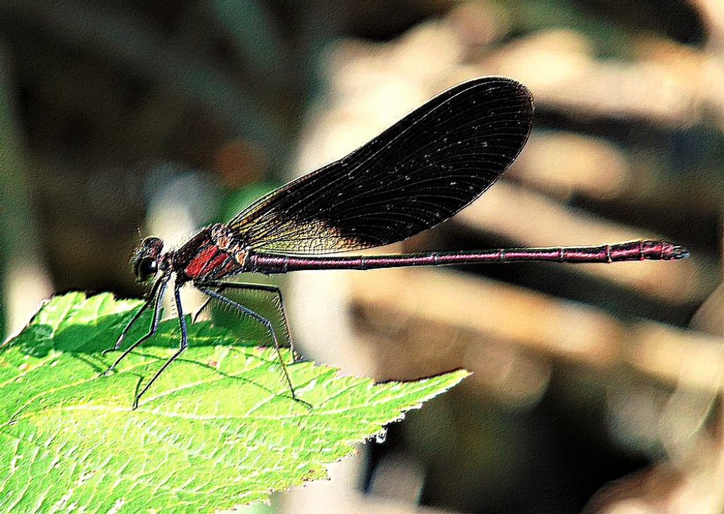 insetto3 - Calopteryx haemorrhoidalis maschio