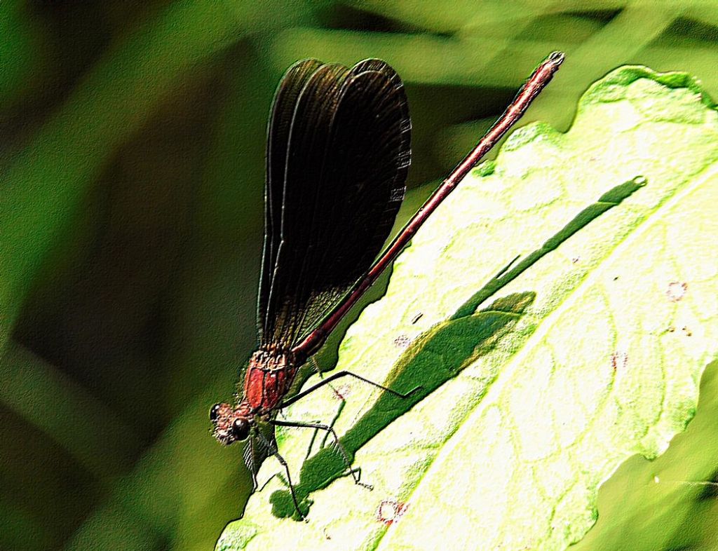 insetto3 - Calopteryx haemorrhoidalis maschio