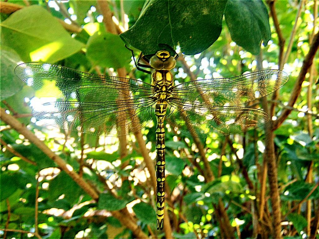 Aeshna cyanea, maschio