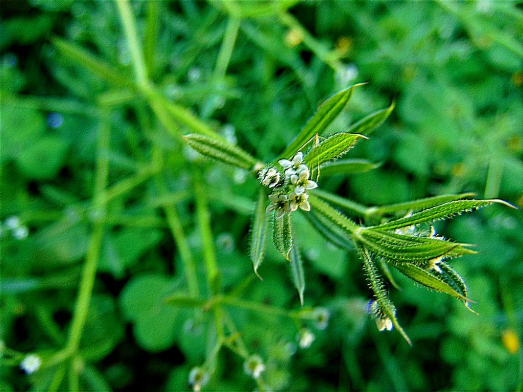 Galium aparine (Rubiaceae)