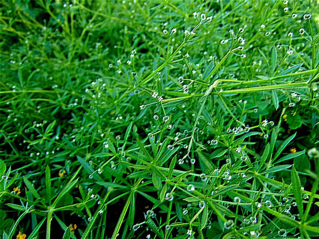 Galium aparine (Rubiaceae)