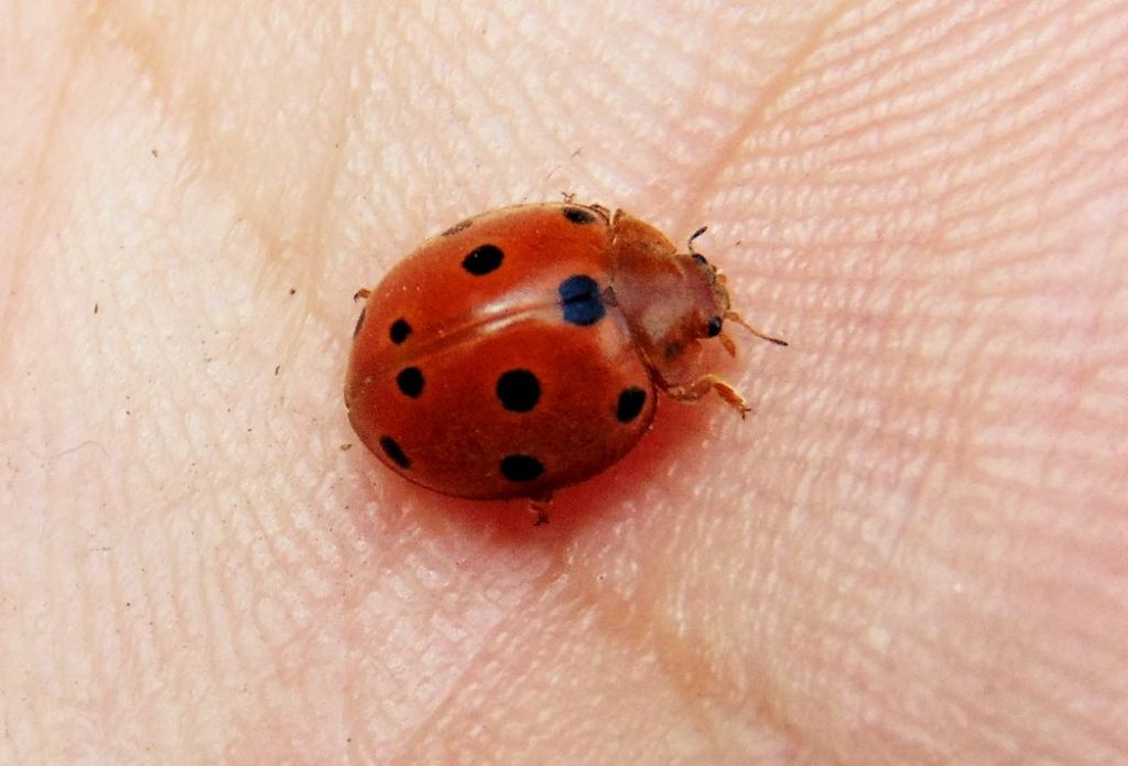 Coccinella da id: Henosepilachna argus, fitofaga