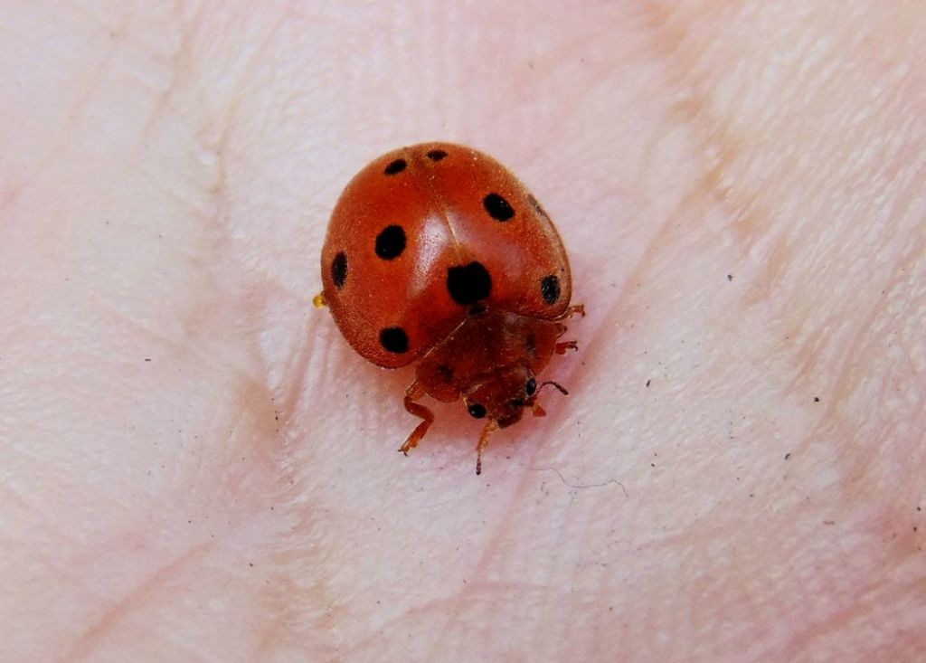 Coccinella da id: Henosepilachna argus, fitofaga