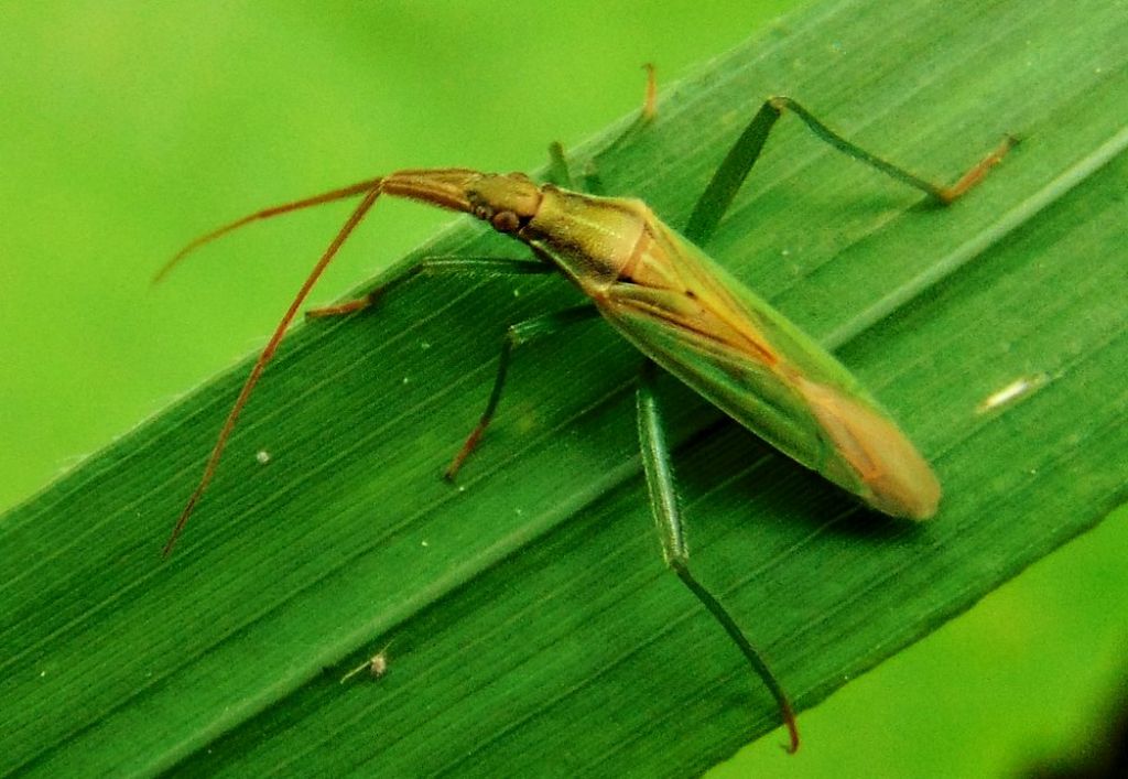 Miridae: Stenodema sp.