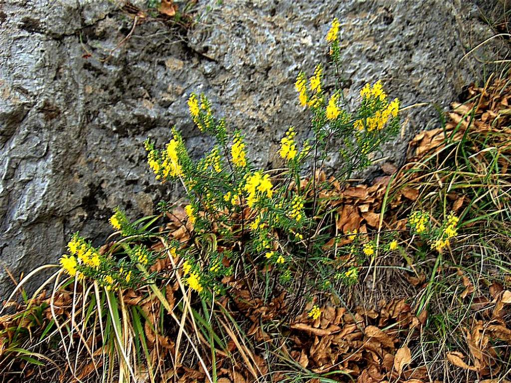 Odontites luteus (Orobanchaceae)