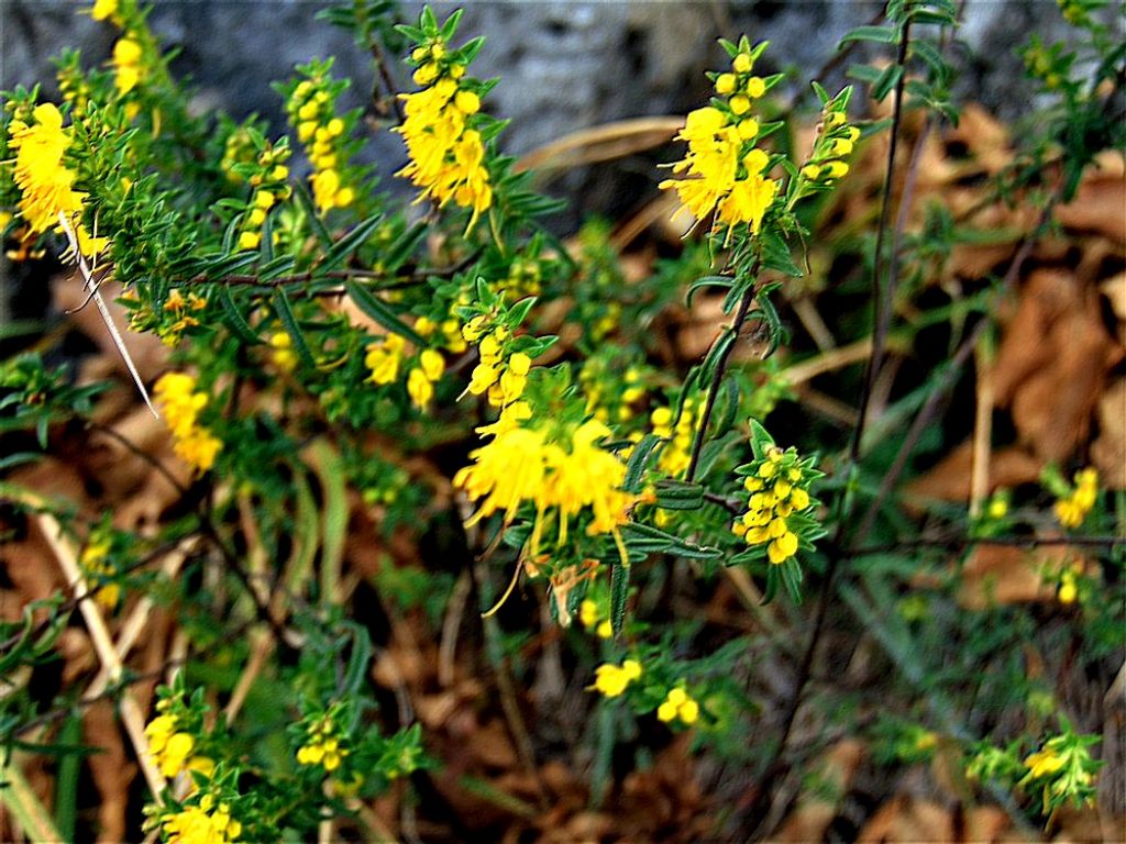 Odontites luteus (Orobanchaceae)