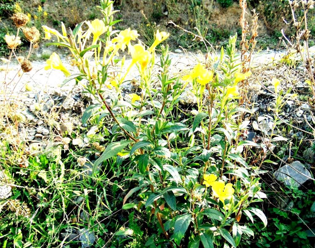 Oenothera sp. (Onagraceae)