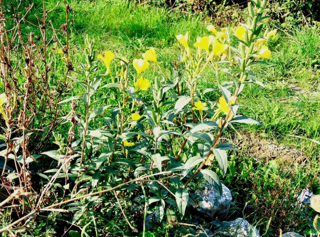 Oenothera sp. (Onagraceae)