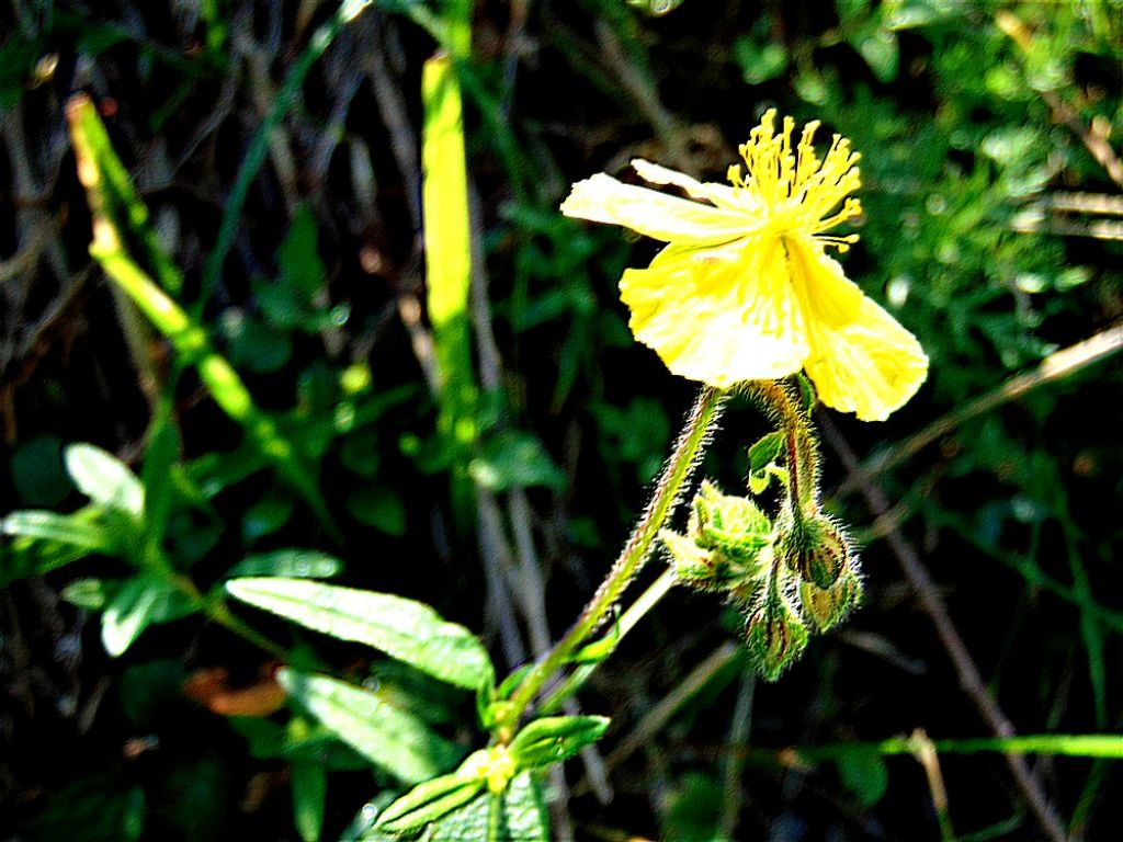 Helianthemum sp. (Cistaceae)