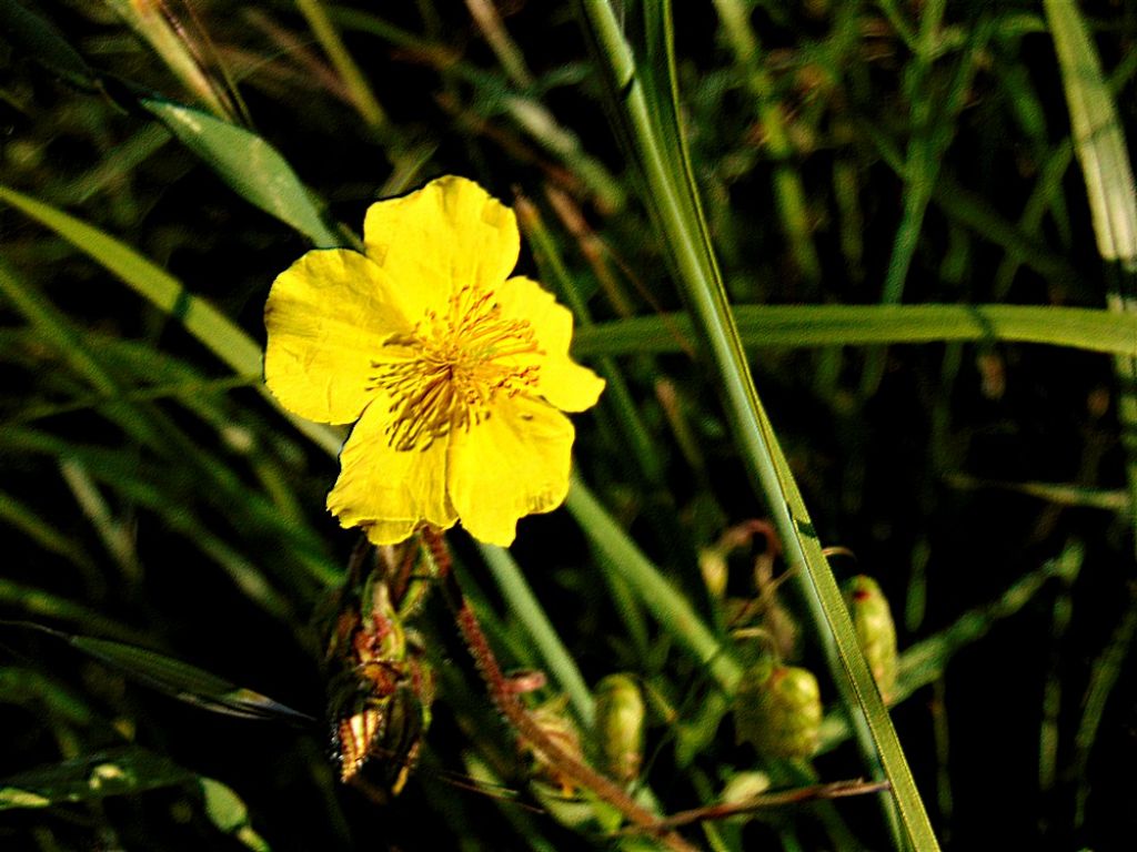 Helianthemum sp. (Cistaceae)