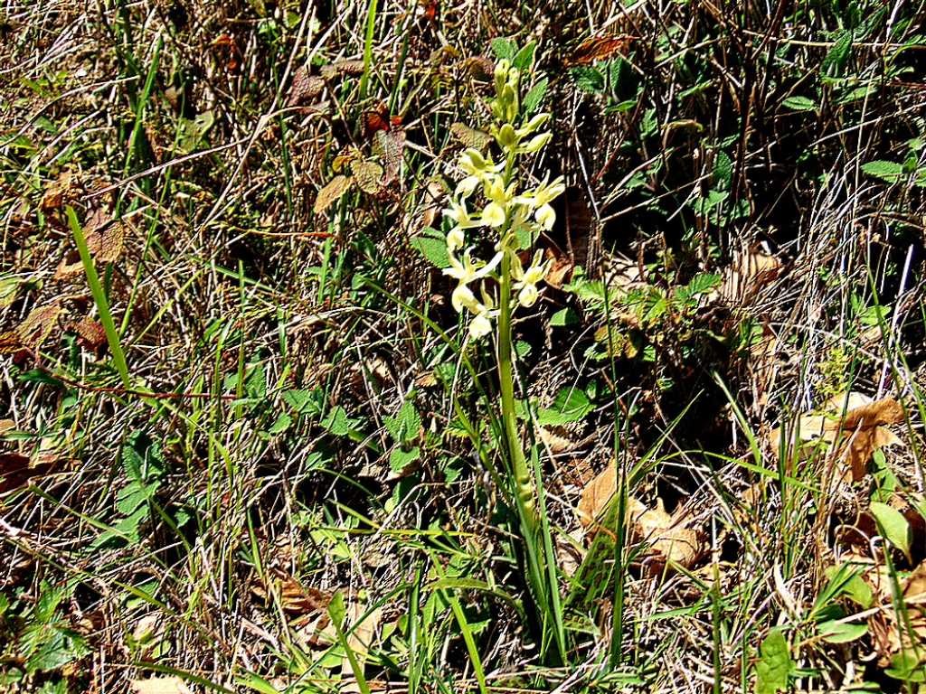 orchidea da id : Orchis provincialis