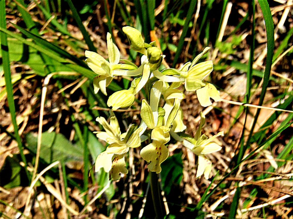 orchidea da id : Orchis provincialis