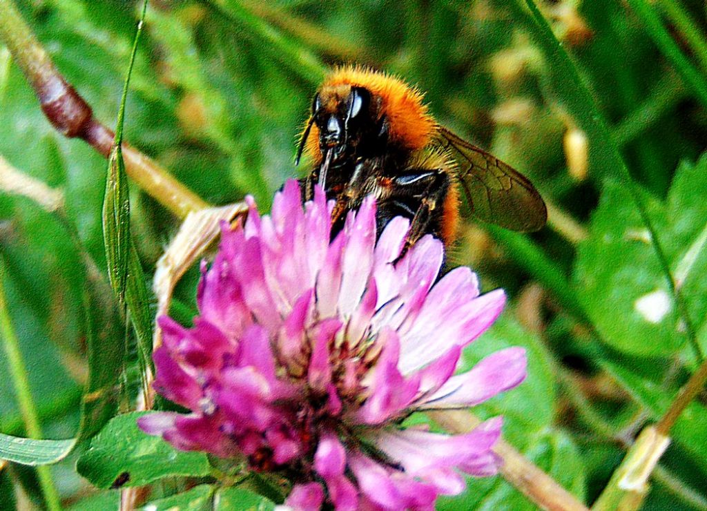 bombo da id: Bombus pascuorum (cfr.)