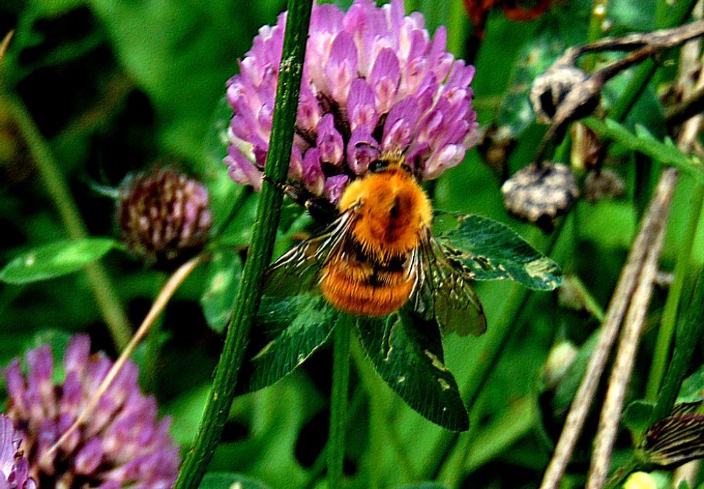 bombo da id: Bombus pascuorum (cfr.)