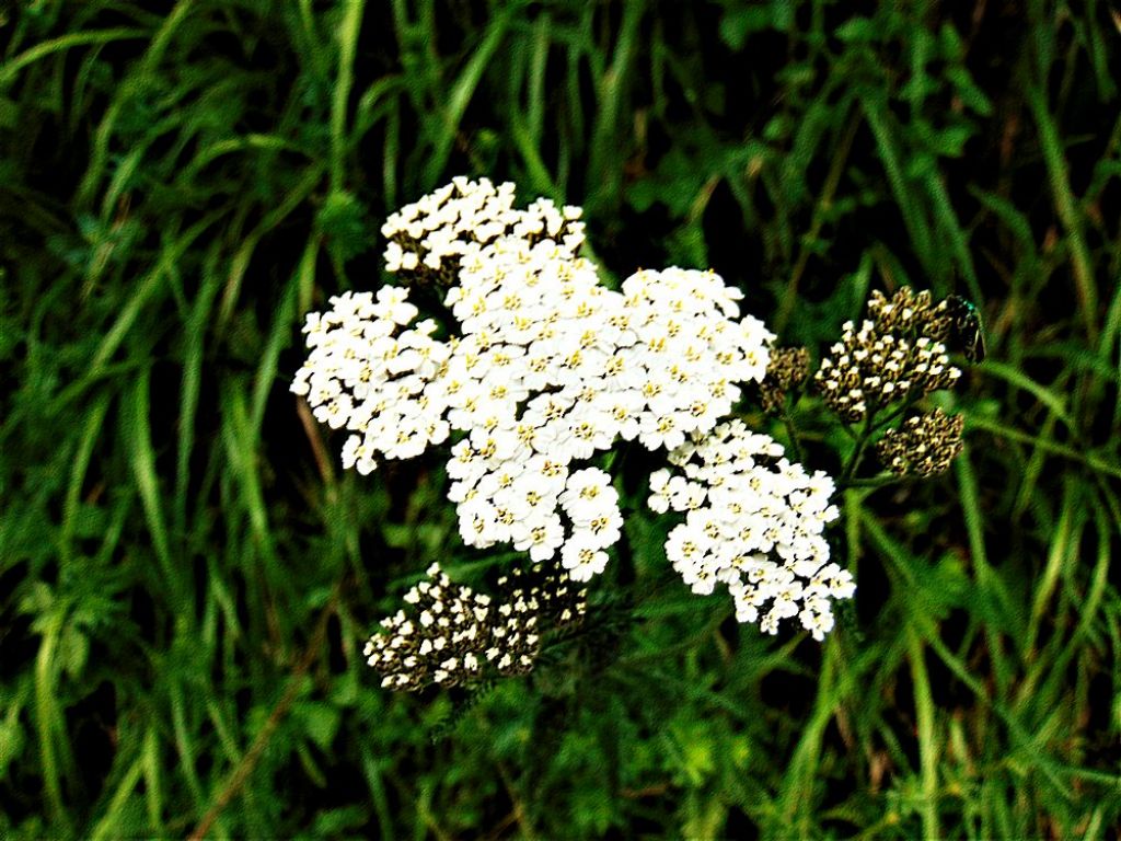 Asteraceae: Achillea gr. millefolium