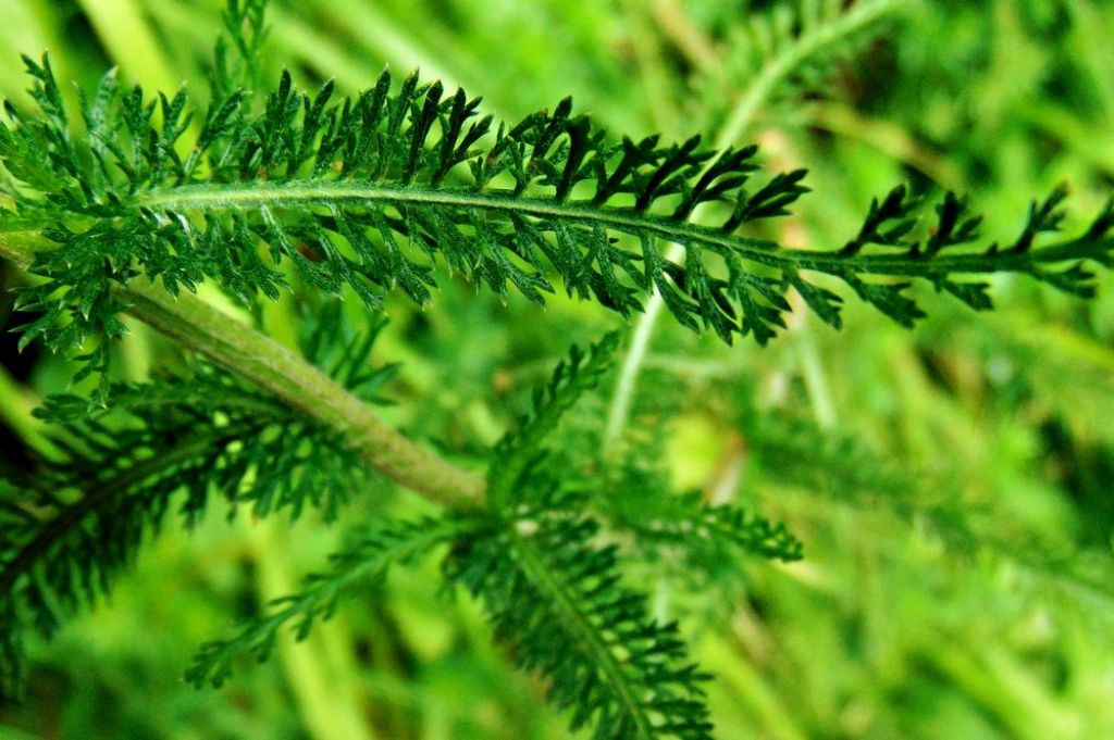 Asteraceae: Achillea gr. millefolium