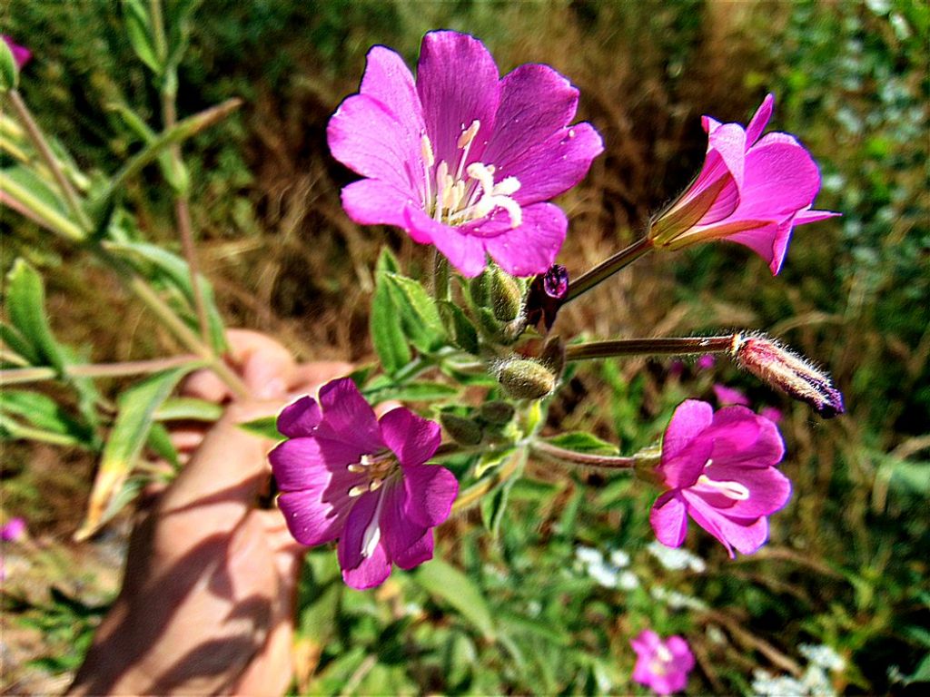 Epilobium hirsutum  (Onagraceae)