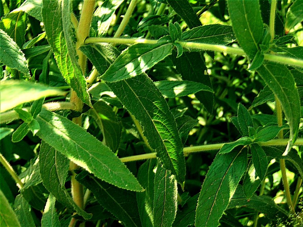 Epilobium hirsutum  (Onagraceae)