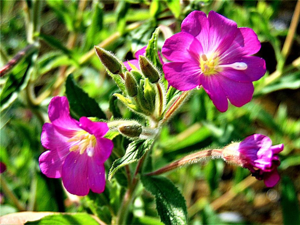 Epilobium hirsutum  (Onagraceae)