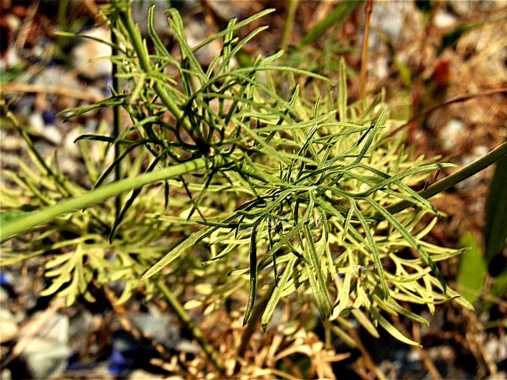 Delphinium consolida (Ranunculaceae)
