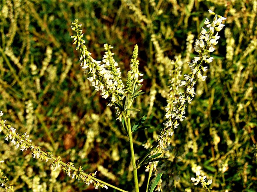 Trigonella alba (Fabaceae)