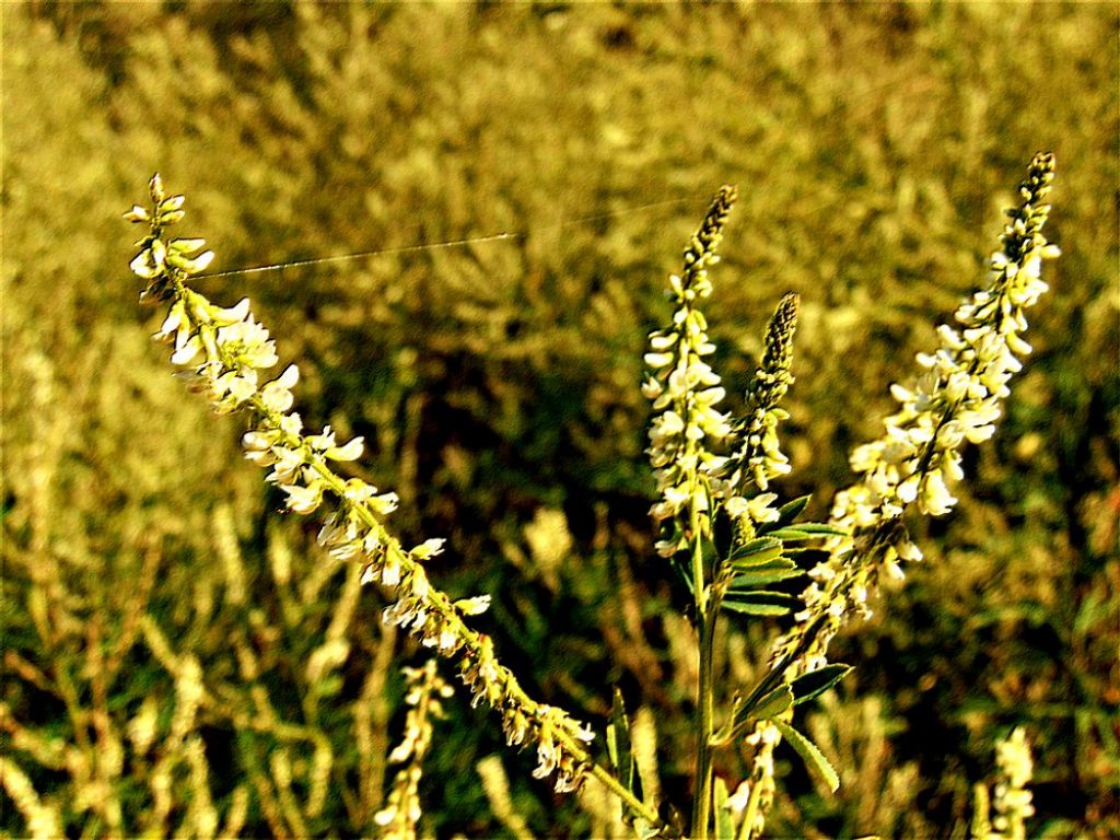 Trigonella alba (Fabaceae)