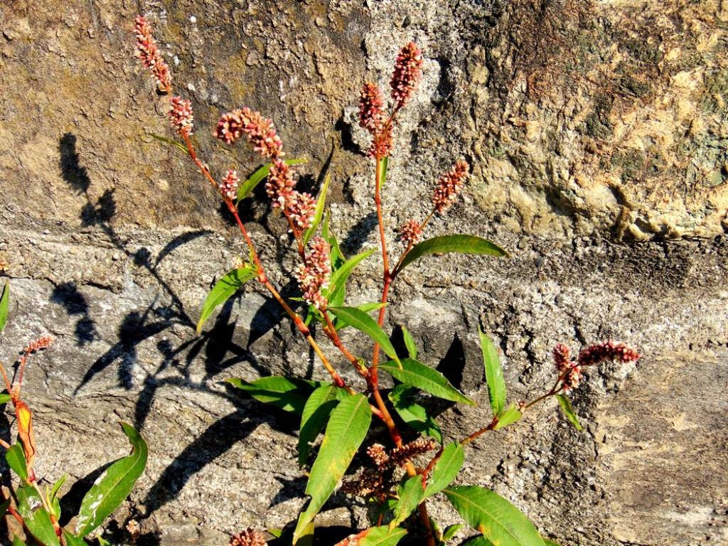 Persicaria lapathifolia (Polygonaceae)