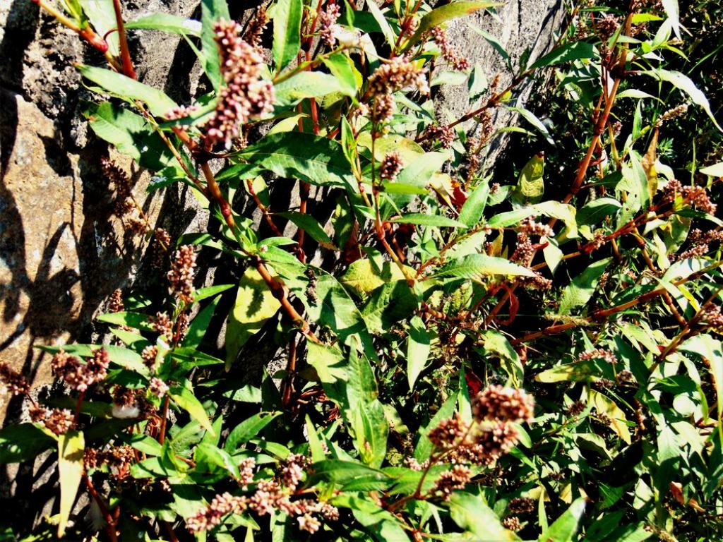 Persicaria lapathifolia (Polygonaceae)