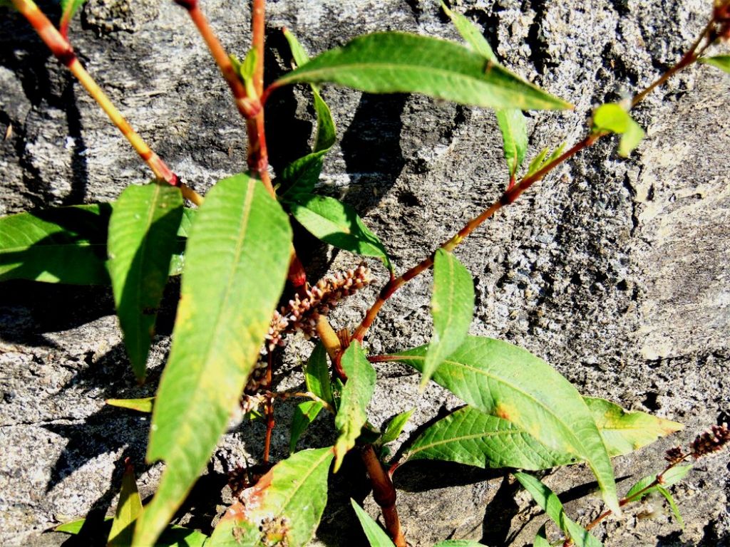 Persicaria lapathifolia (Polygonaceae)