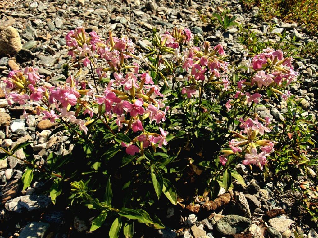 Saponaria officinalis (Caryophyllaceae)