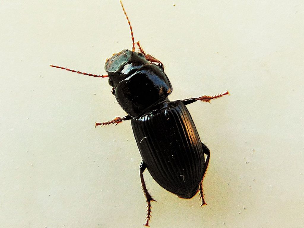 Carabidae: Acinopus picipes