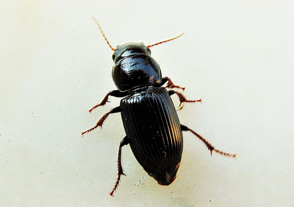 Carabidae: Acinopus picipes