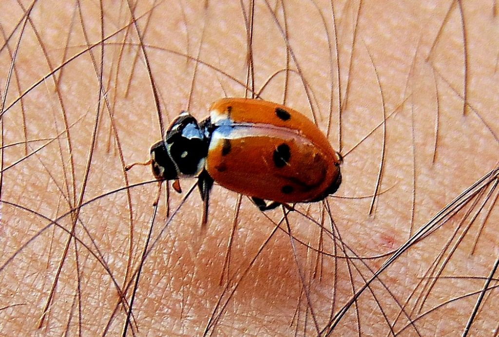 coccinella da det: Hippodamia variegata