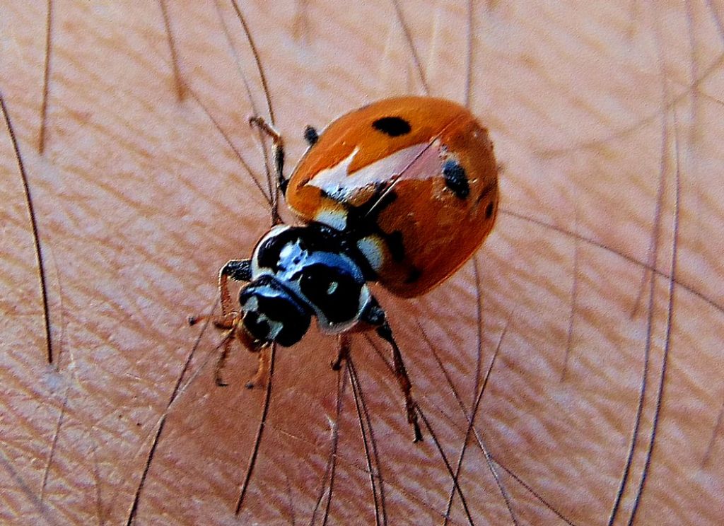 coccinella da det: Hippodamia variegata