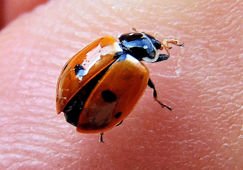 coccinella da det: Hippodamia variegata