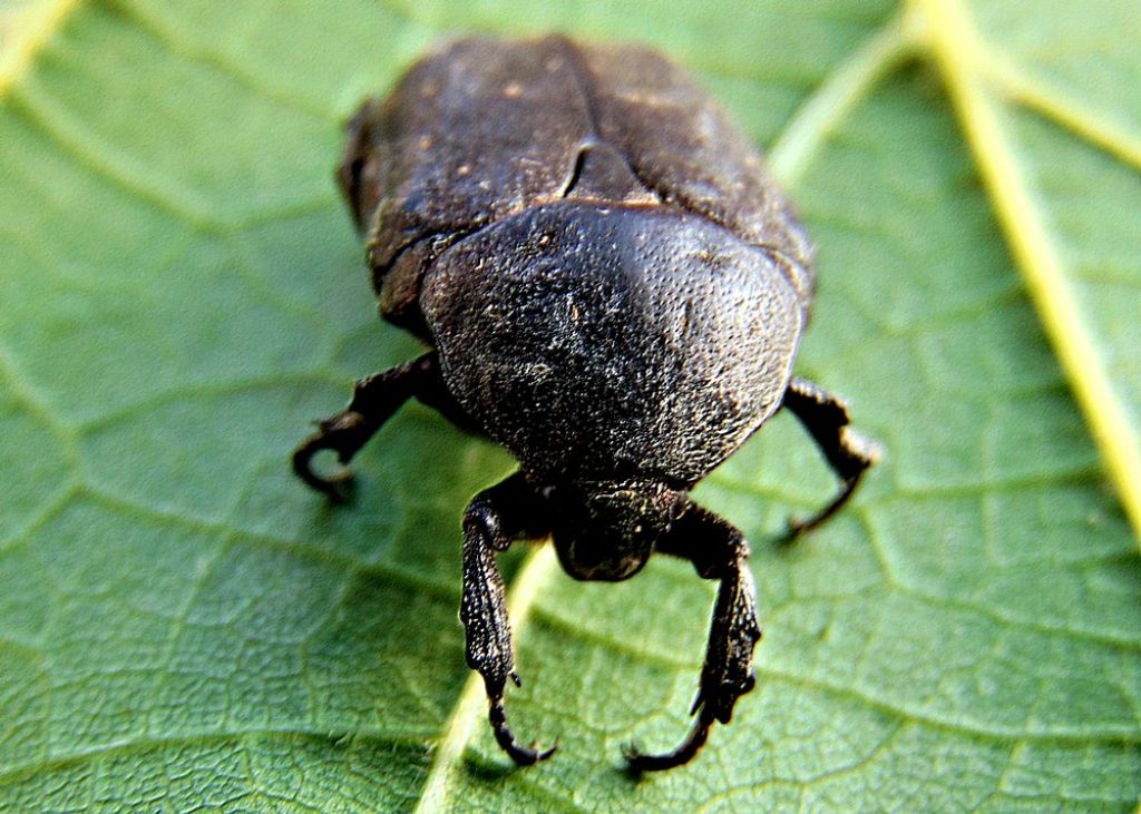 Cetoniidae: Protaetia (Netocia) morio