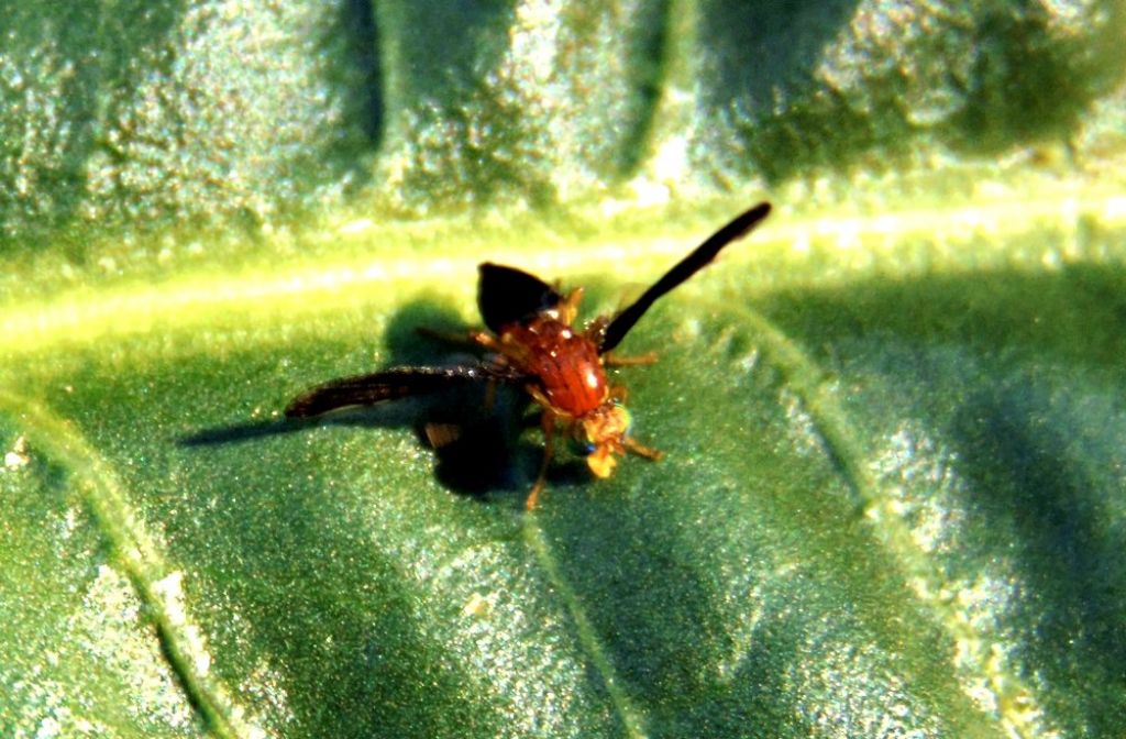 Tephritidae: Hemilea pulchella , femmina