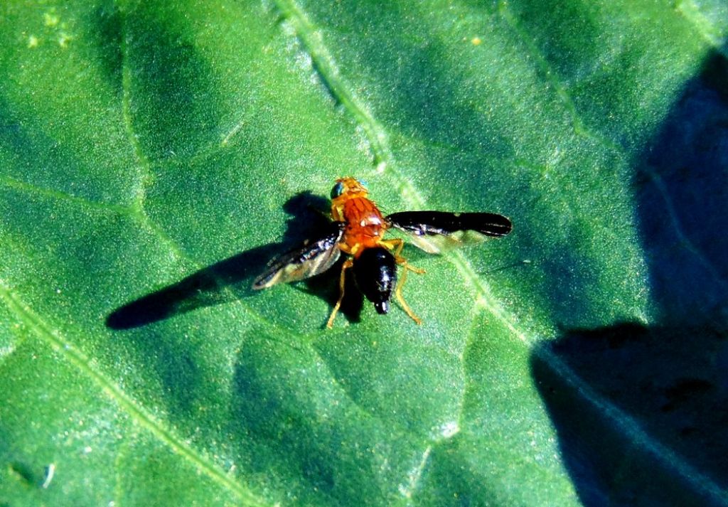 Tephritidae: Hemilea pulchella , femmina