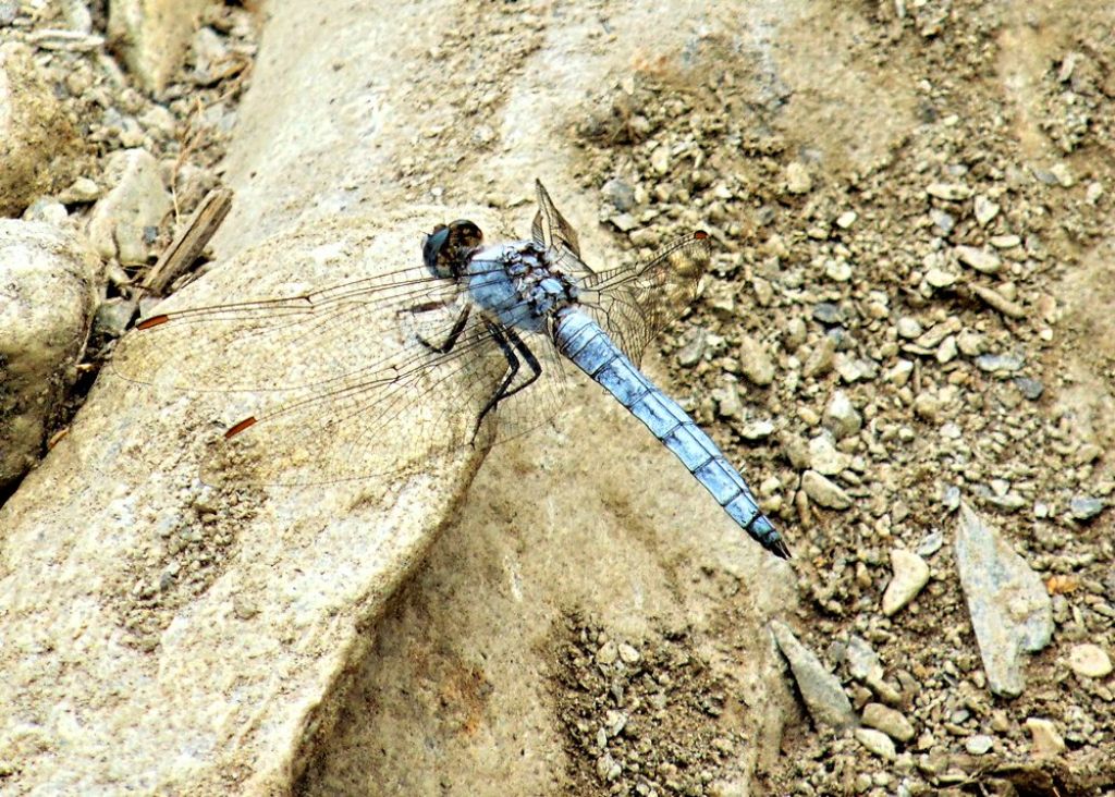 libellula da det: Orthetrum brunneum