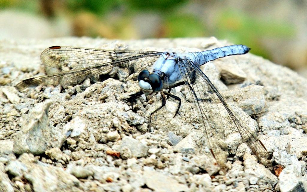 libellula da det: Orthetrum brunneum