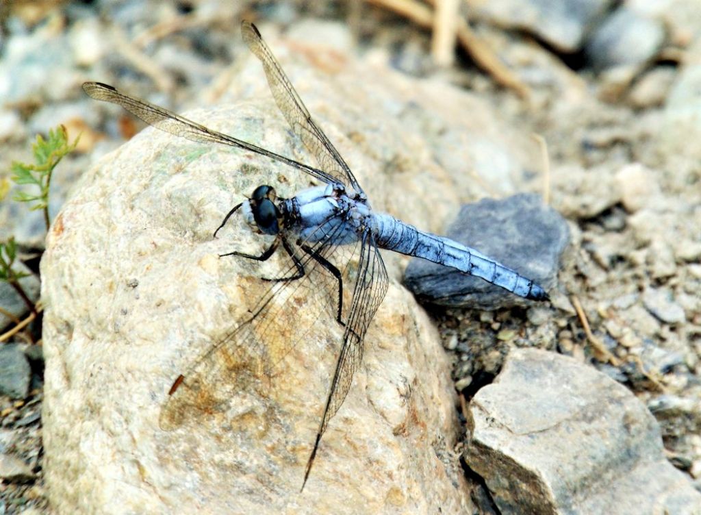 libellula da det: Orthetrum brunneum