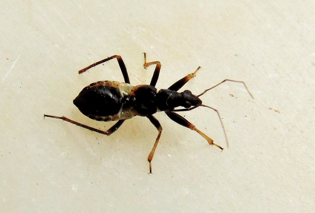 Nabidae: Himacerus mirmicoides