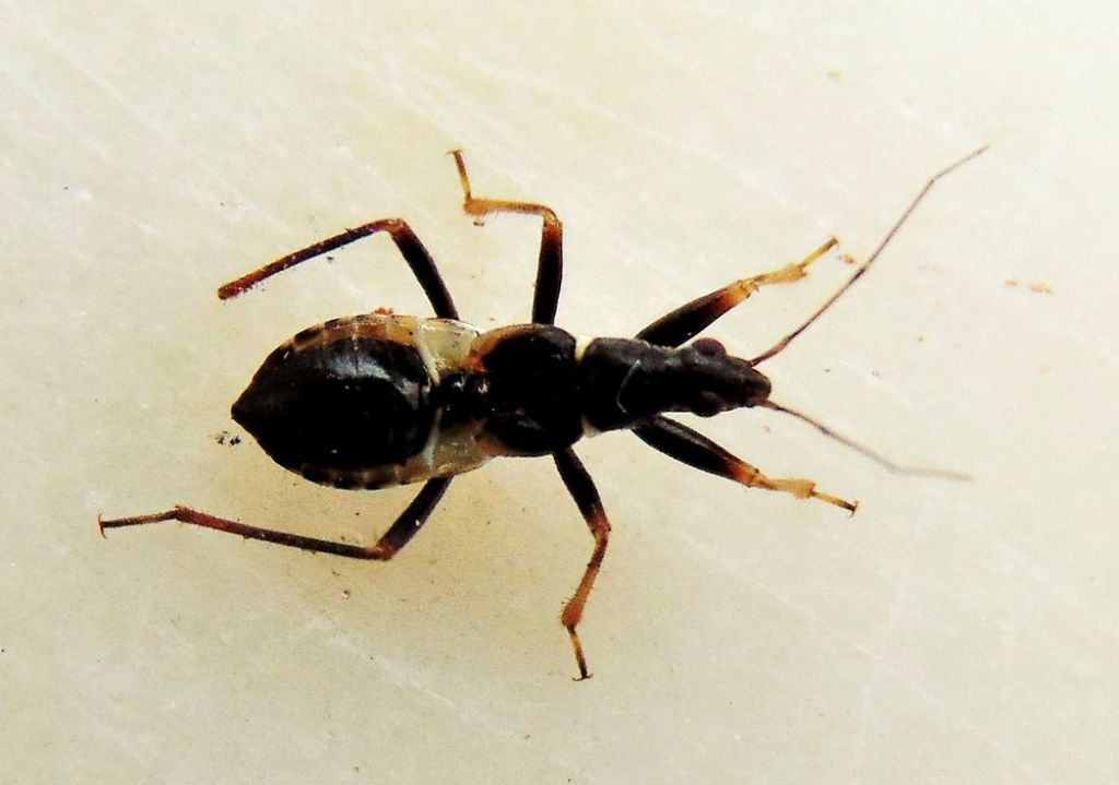 Nabidae: Himacerus mirmicoides