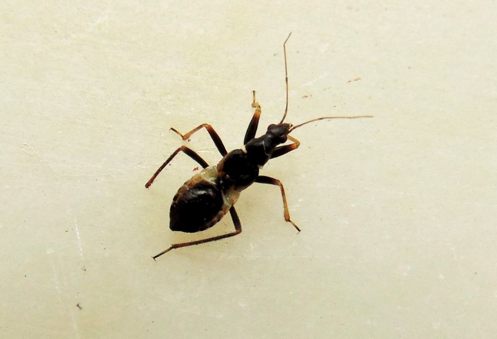 Nabidae: Himacerus mirmicoides