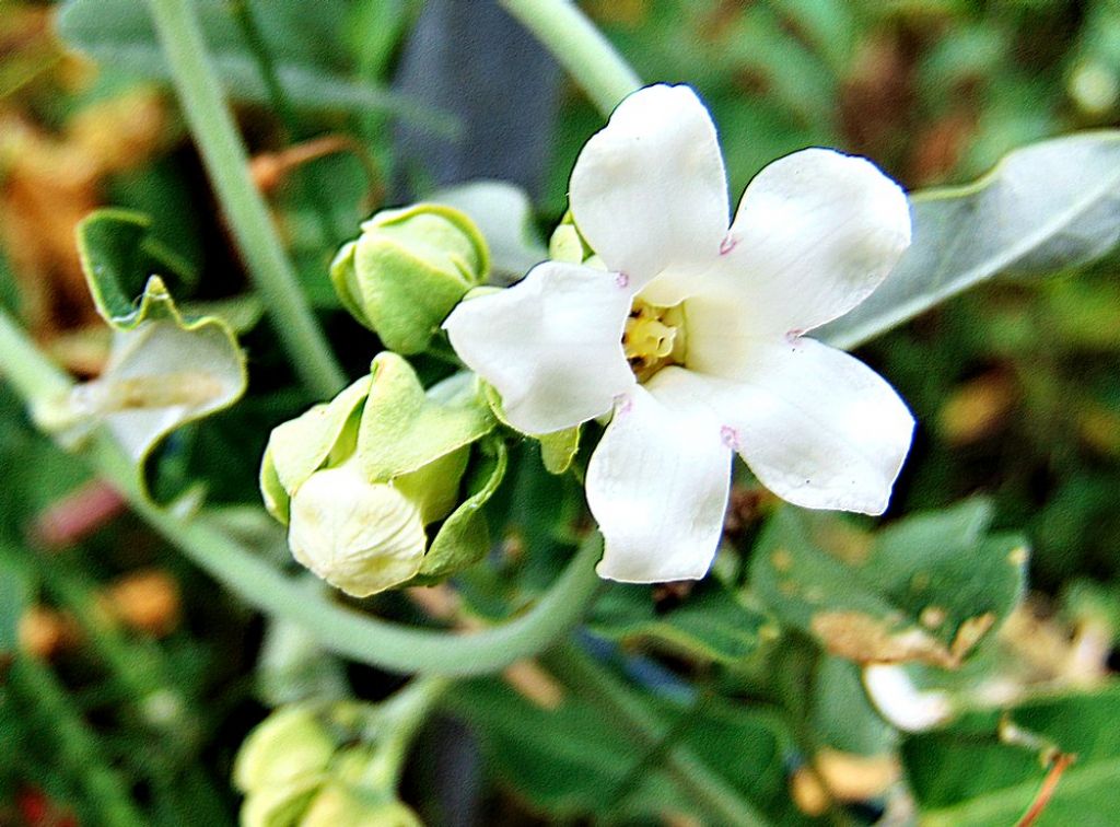 Araujia sericifera  (Gentianales - Apocynaceae)