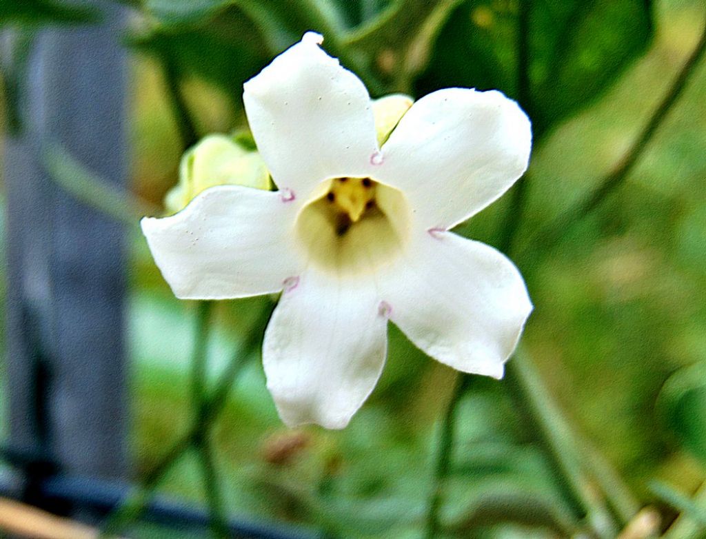 Araujia sericifera  (Gentianales - Apocynaceae)