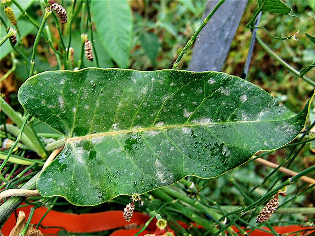 Araujia sericifera  (Gentianales - Apocynaceae)